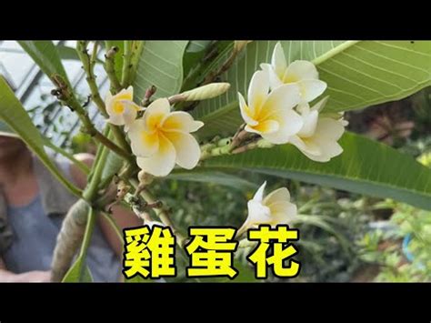 雞蛋花風水陽台|如何用雞蛋花提升學習運？